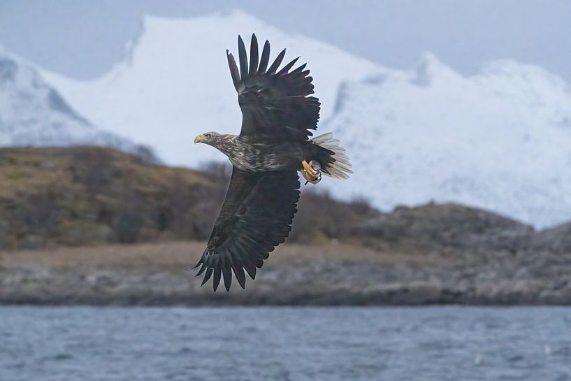 Flying bald eagle Lofoten with snowy mountain in background by Margreet Riedstra