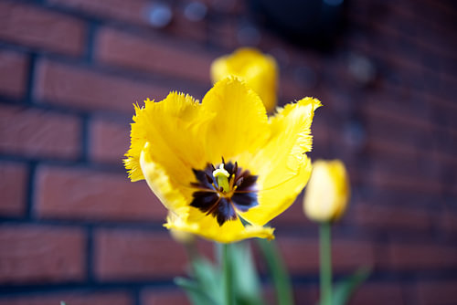 De eerste bloemen in de tuin in het Emsland