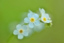 Vergeet-mij-nietje by Els Vergaerde