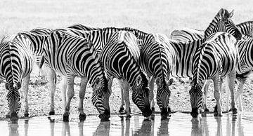 Zebra's van Steven Symoens
