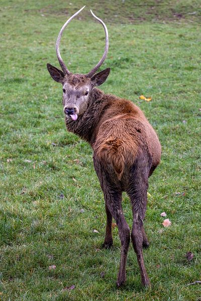 Ein frecher Hirsch von Teresa Bauer