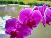 Paarse orchidee
