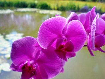 Paarse orchidee