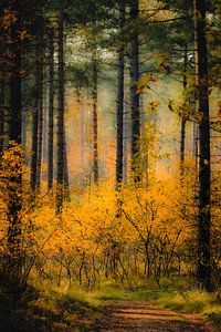 Wandelpad door kleurrijk bos in Westenschouwen van Michel Seelen