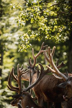 Red deer on a hot summer day in the chilled scahduw. by Holly Klein Oonk