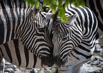 Twee liefdevol zebra's samen van Chihong