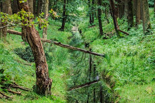 Fairytale forest at Fochteloërveen