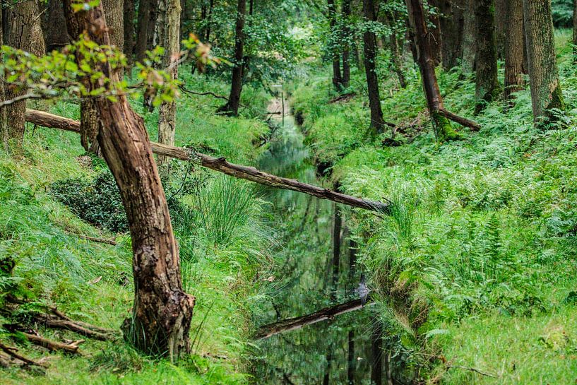 Forêt de conte de fées à Fochteloërveen par Lucy van de Beek