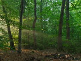 Lever du soleil à Dwingelderveld - Drenthe (Pays-Bas) sur Marcel Kerdijk
