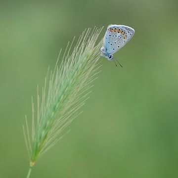 Icarusblauwtje von Douwe Schut