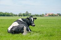 Vache Néerlandaise par Frans Blok Aperçu