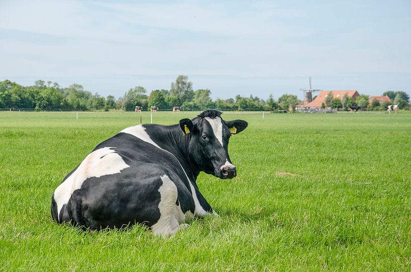 Vache Néerlandaise par Frans Blok