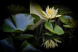 Nénuphar jaune réflexion I