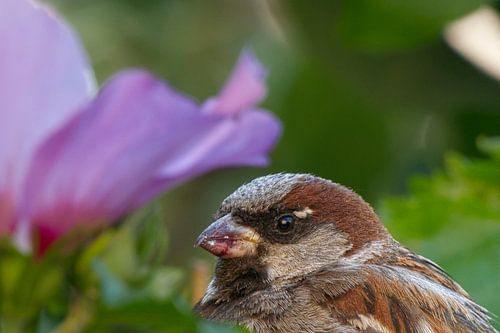 De Huismus en de Paarse Bloem – Intiem Natuurportret