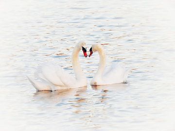 The swans in love by Maickel Dedeken
