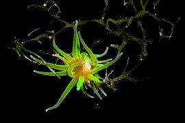 Underwater art - Polip van LISA DC