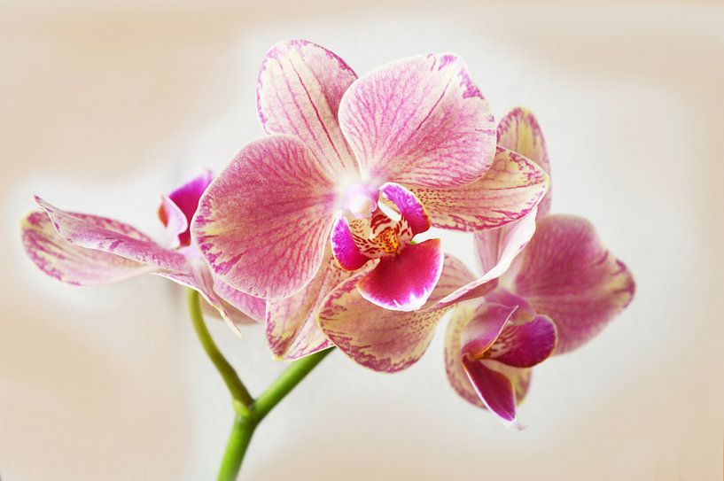 Orchid by Gera Wijlens