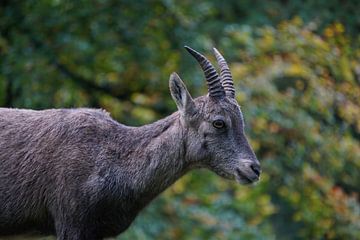 Porträt eines jungen Steinbocks in lebendiger Natur von Maximilian Burnos