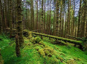 Enchanted mossy forest of Ballachulish beckons by Luc V. de Zeeuw