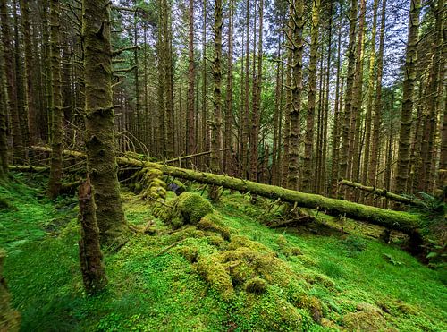 Enchanted mossy forest of Ballachulish beckons