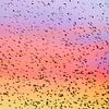 Vogelschwarm Stare im Sonnenuntergang von Reiner Würz / RWFotoArt