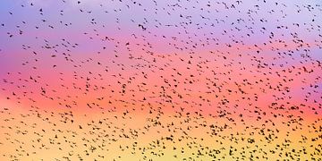 Zwerm vogels spreeuwen in de zonsondergang van Reiner Würz / RWFotoArt