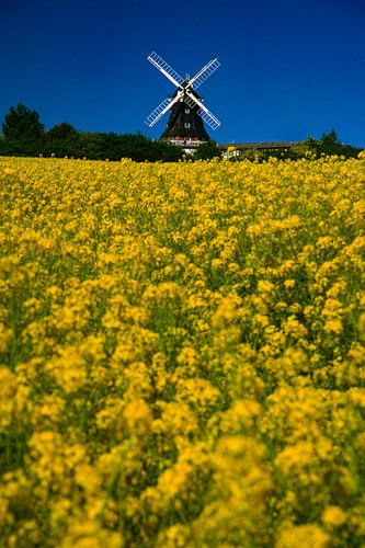 Rapeseed field with windmill on the Baltic Sea coast