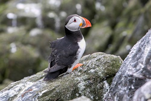 Papegaaiduiker op de Farne eilanden (Engeland)