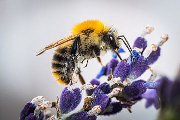 Bumblebees love lavender