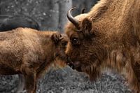 Mother bison with calf