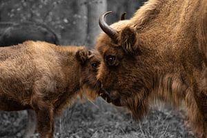 Bisonmutter mit Kalb
