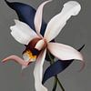 Kunstzinnige orchidee van Carla Van Iersel