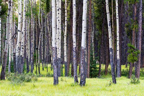 Birch trees