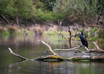 Cormorant sitting on a branch in the water. by Sharon de Groot