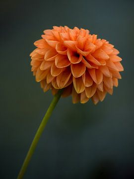 Dahlia