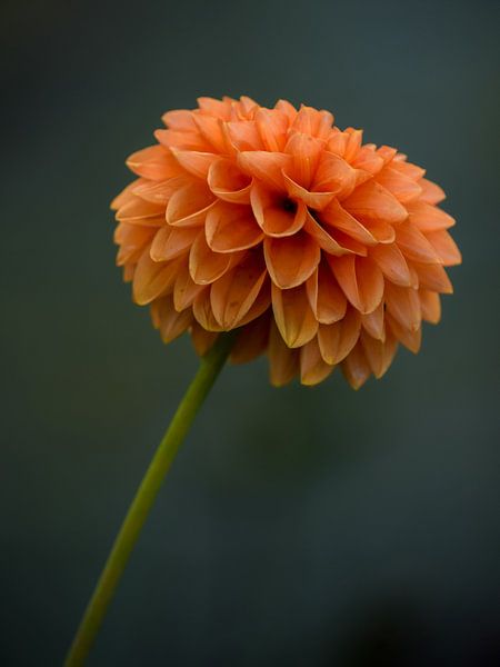 Dahlia by Tessa Poll