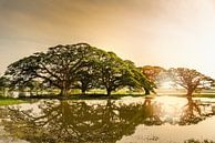 Sonnenaufgang in Sri Lanka von Ruurd Dankloff Miniaturansicht