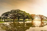 Zonsopgang in Sri Lanka