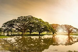 Lever de soleil au Sri Lanka sur Ruurd Dankloff