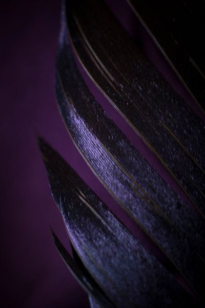 The purple feather by AnyTiff (Tiffany Peters)