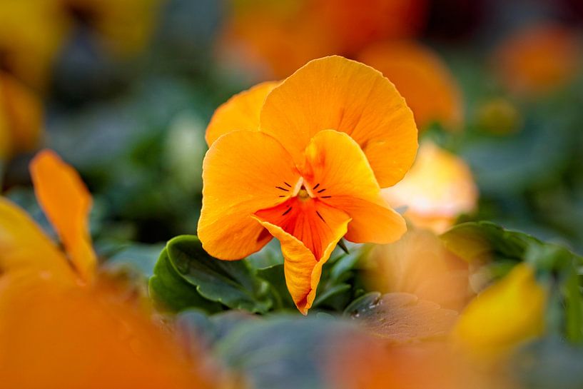 Viooltje van Rob Boon