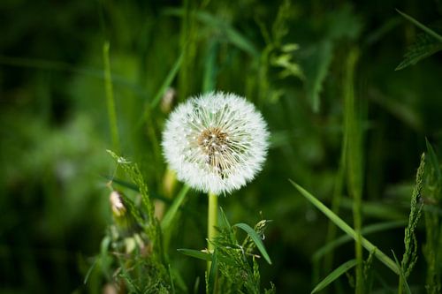 Peluche de pissenlit sur Wendy de Jong