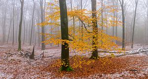 Nebliger Wald an einem nebligen Wintertag
