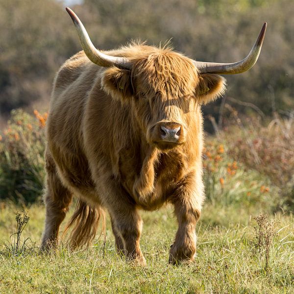 Ein Schtose Highlander in den Dünen von Menno Schaefer