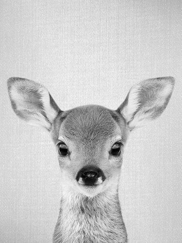 Rehbaby – Schwarz & Weiß