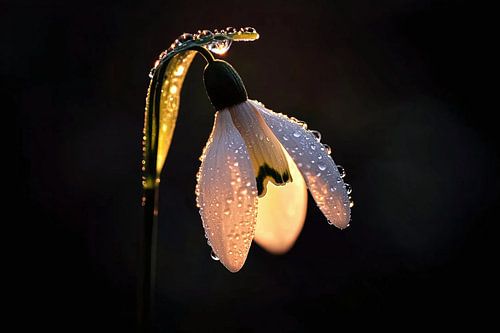 Het ontwaken van de sneeuwklokjes