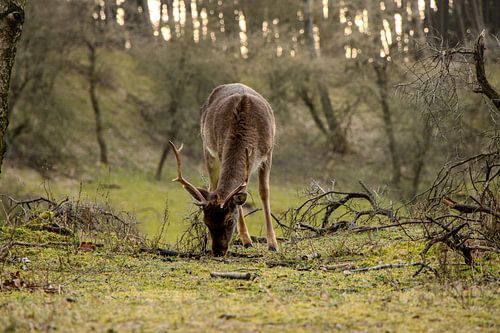 Rustig grazend Hert in het vroege voorjaar.