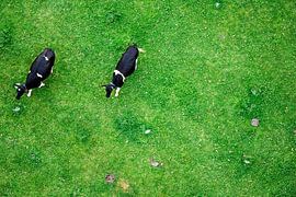 Cows from above by Paul Teixeira