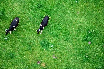 Cows from above by Paul Teixeira