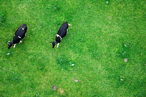 Cows from above